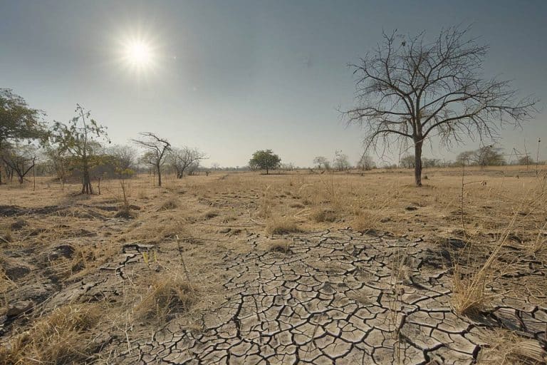 Ce chiffre choquant : 77,6% des terres se dessèchent, menaçant 5 milliards de vies d&rsquo;ici la fin du siècle