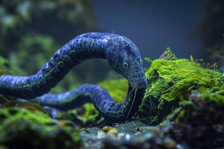 Ce microbe façon "monstre du Loch Ness" déploie un cou 30 fois plus long que son corps en quelques secondes, mystère enfin élucidé