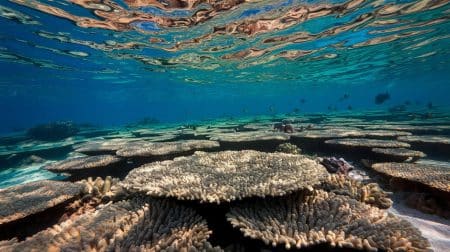Ces cellules souches pourraient sauver les récifs coralliens : une révolution scientifique face au changement climatique