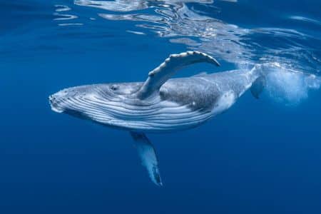 Ces excréments de baleine synthétiques promettent de capturer l&rsquo;équivalent des émissions de 5 millions de voitures par an