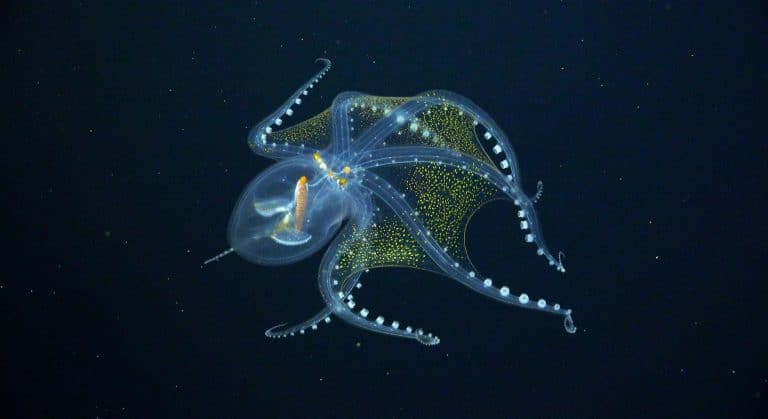 Ces poulpes à 9 cerveaux : l&rsquo;avenir de la civilisation après l&rsquo;extinction humaine selon un expert d&rsquo;Oxford