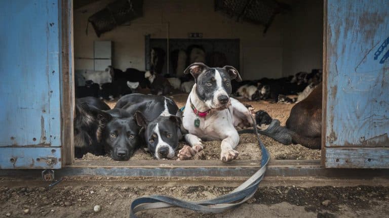 Cette année, 80 000 animaux abandonnés : la SPA lutte pour sauver ces victimes de l&rsquo;enfer quotidien