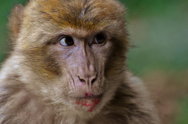 Cette communauté secrète utilise Internet pour torturer des singes : 2 300 vidéos vendues et des arrestations mondiales