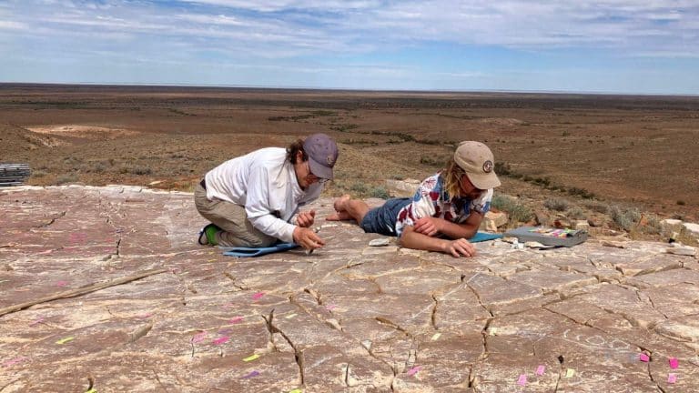 Cette découverte à 555 millions d&rsquo;années réécrit l&rsquo;histoire : le plus ancien fossile d&rsquo;ecdysozoaire enfin révélé