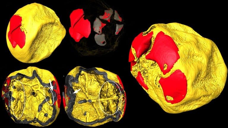 Cette découverte chinoise de fossiles d’embryons vieux de 535 millions d&rsquo;années bouleverse notre vision de l&rsquo;évolution