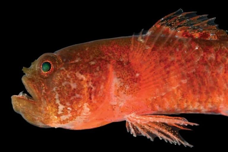 Cette minuscule terreur des mers : le poisson « grincheux » de la mer Rouge fascine les chercheurs du monde entier