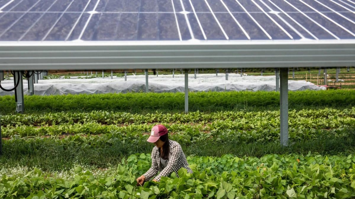 Cette révolution agri-solaire booste la productivité des terres de 73 % et promet un avenir durable pour nos aliments Cette révolution agri-solaire booste la productivité des terres de 73 % et promet un avenir durable pour nos aliments