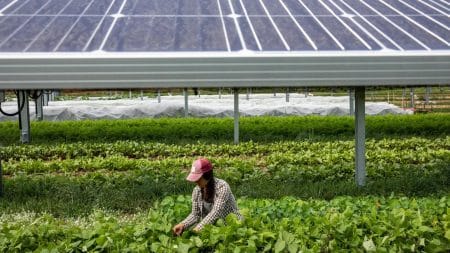 Cette révolution agri-solaire booste la productivité des terres de 73 % et promet un avenir durable pour nos aliments