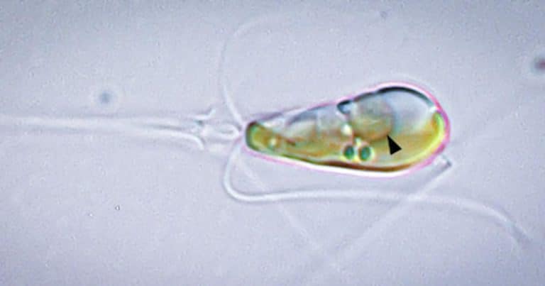 Fusion de deux formes de vie : cet événement évolutif inédit en un milliard d&rsquo;années bouleverse la science