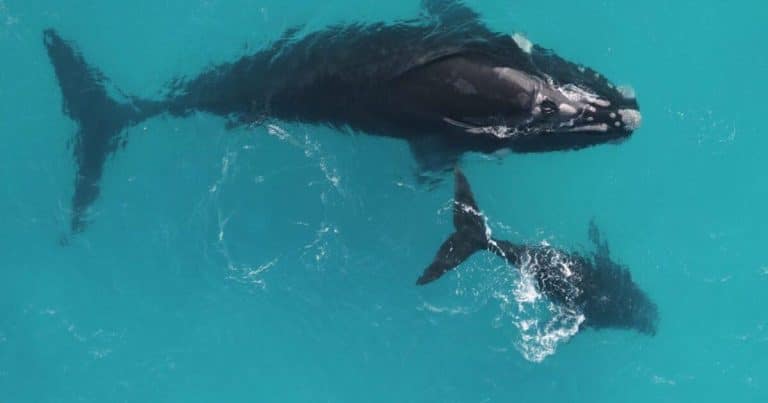 Les baleines franches : ces géantes des océans pourraient vivre plus de 130 ans, défiant toutes nos attentes scientifiques