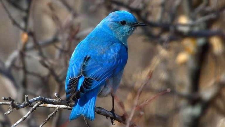 « On a attrapé l&rsquo;oiseau du siècle » : ce merle-bleu européen capturé pour la première fois sur les côtes américaines, un événement historique