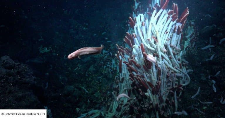 Sous les abysses : ces vers géants de 41 cm vivent dans l&rsquo;obscurité à 2 515 m sous l&rsquo;océan Pacifique