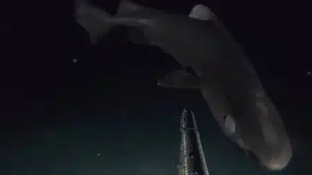 À 1054 mètres sous la mer, une caméra high-tech révèle une espèce de requin jamais vue auparavant dans les Antilles, bouleversant la science marine