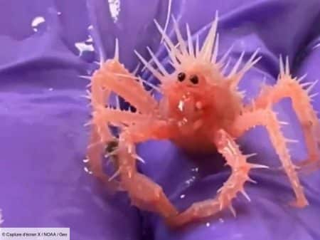 Avec ses piquants étonnants, ce bébé crabe unique fascine et envoûte le monde entier