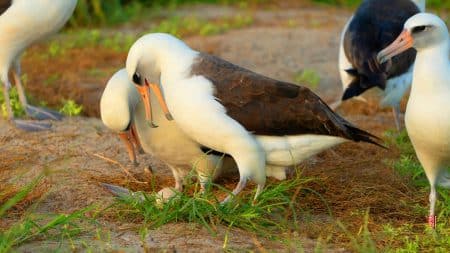 À 74 ans, Wisdom, le doyen des oiseaux, défie la nature et pond un 51ème œuf au cœur de l&rsquo;archipel hawaïen