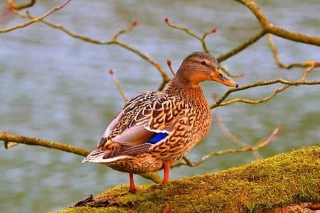 Ce canard chassé pourrait cacher un risque de cancer : 500 000 oiseaux contaminés par des substances toxiques chaque année