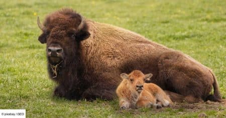 Ce geste fatal : un bébé bison euthanasié après une rencontre dévastatrice avec un touriste imprudent à Yellowstone