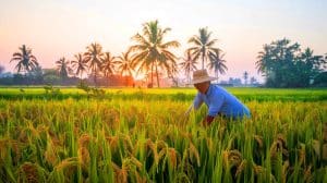 Ce riz "superprotéiné" révolutionnaire pourrait transformer la vie de 783 millions de diabétiques d'ici 2045