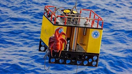 Nouvelle découverte : cette migration verticale du krill aurait un impact bien moins important sur le stockage du carbone que prévu Ce secret des krills révèle une surestimation de 215 % du cycle carbone : un tournant pour la lutte climatique ?