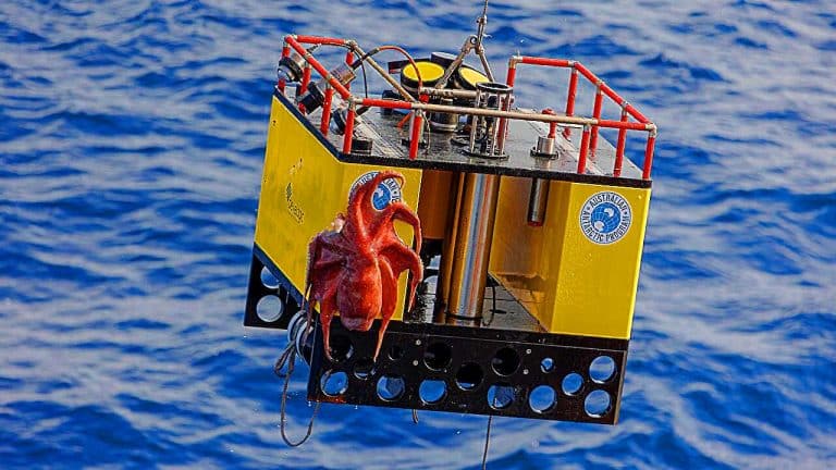 Nouvelle découverte : cette migration verticale du krill aurait un impact bien moins important sur le stockage du carbone que prévu