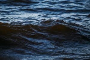 Ce spectacle naturel titanesque : un banquet océanique sans précédent bouleverse les lois de la prédation marine