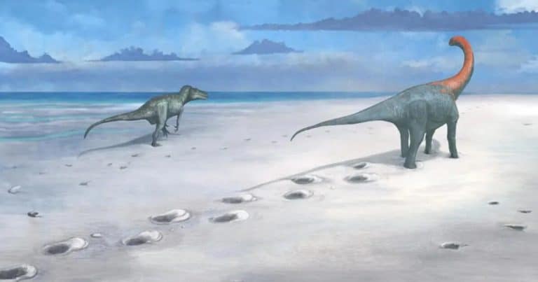 166 millions d’années sous terre : ces 200 empreintes de dinosaures en Angleterre bouleversent la paléontologie