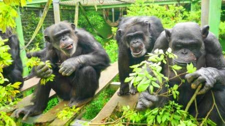 Ces chimpanzés réinventent l&rsquo;amitié : 1 328 moments d&rsquo;urination collective révèlent une société surprenante