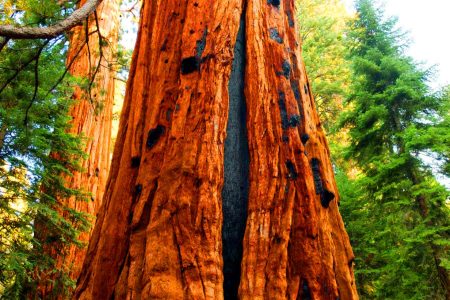 Ces cicatrices d’arbres révèlent des secrets sur les incendies d’autrefois face aux flammes dévastatrices d’aujourd’hui Ces cicatrices d’arbres révèlent des secrets sur les incendies d’autrefois face aux flammes dévastatrices d’aujourd’hui
