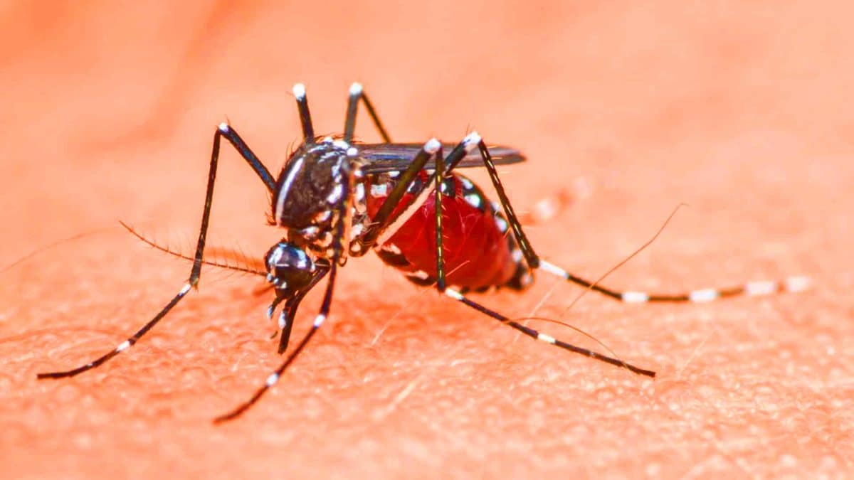 Ces moustiques « mâles toxiques » réduisent de 60% les piqûres de dengue et Zika : la science révolutionne la lutte Ces moustiques « mâles toxiques » réduisent de 60% les piqûres de dengue et Zika : la science révolutionne la lutte