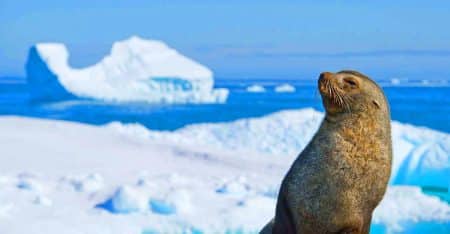 Cet iceberg colossal, deux fois la taille de Londres, menace de dévaster la biodiversité unique de la Géorgie du Sud