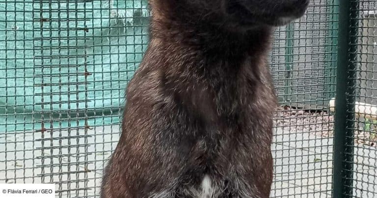 Cette créature mi-chien, mi-renard enflamme le Brésil : une découverte unique qui défie la nature