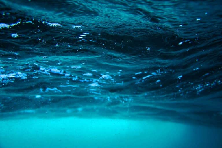 Révélation fascinante : ce nouveau prédateur des abysses surgit des profondeurs et redéfinit la vie des fonds marins