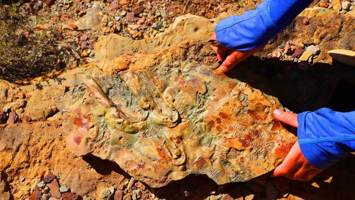 Cette incroyable découverte au Grand Canyon pourrait bouleverser tout ce que l’on sait sur la géologie Cette découverte au Grand Canyon : des fossiles de 500 millions d’années pourraient bouleverser l’histoire de la géologie