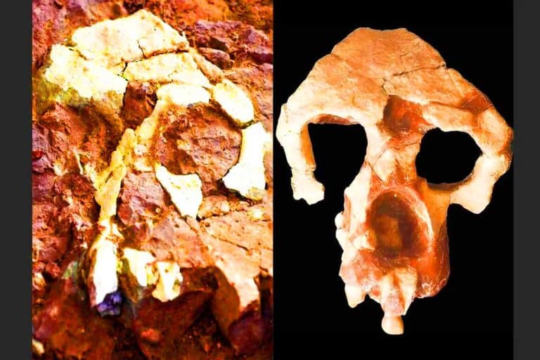 Les humains viendraient d’Europe et non d’Afrique : une découverte fossile bouleverse l’histoire de nos origines