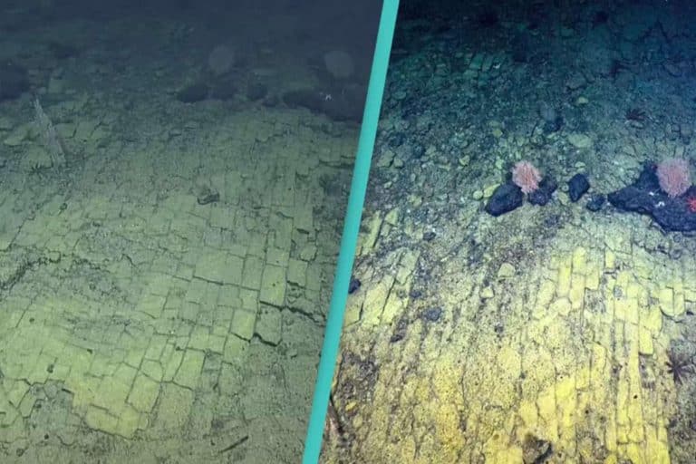 Cette fascinante route de briques jaunes à 3 000 mètres sous l&rsquo;océan défie toute explication scientifique moderne
