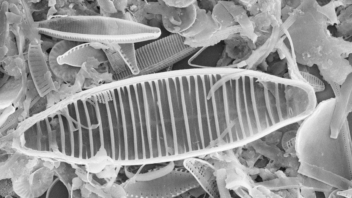 Cette méthode aux algues élimine 100% des polluants en 1 heure : un espoir révolutionnaire pour l&rsquo;Europe