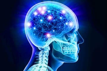 Cette percée scientifique révèle que nos reins et nerfs possèdent une mémoire, tout comme notre cerveau !