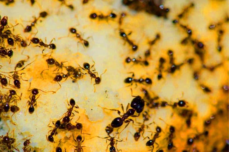 La caféine utilisée pour contrôler les fourmis : une révolution en vue dans la lutte antiparasitaire