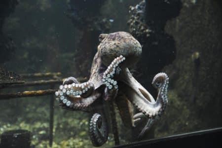 Évasion spectaculaire : ce poulpe audacieux défie la sécurité d’un aquarium national et retrouve sa liberté océanique Évasion spectaculaire : ce poulpe audacieux défie la sécurité d’un aquarium national et retrouve sa liberté océanique