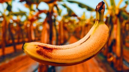 La banane menacée : le champignon tueur qui pourrait anéantir 50 millions de tonnes de production annuelle