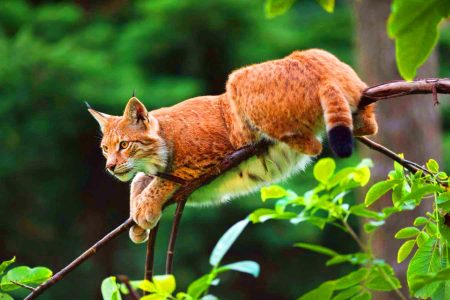 La réintroduction du lynx en Angleterre : un rêve captivant bloqué par des obstacles insurmontables