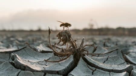 Le réchauffement climatique pourrait anéantir 800 milliards de dollars : ces mouches pollinisatrices en péril critique