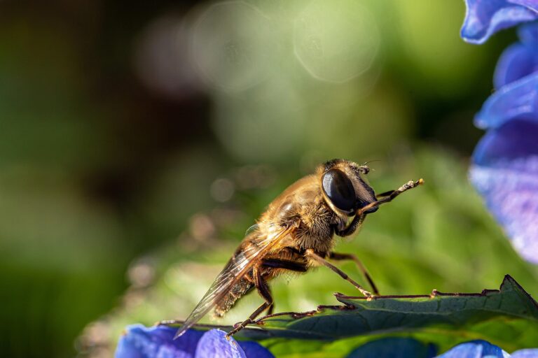 Le réchauffement climatique pourrait anéantir 800 milliards de dollars : ces mouches pollinisatrices en péril critique