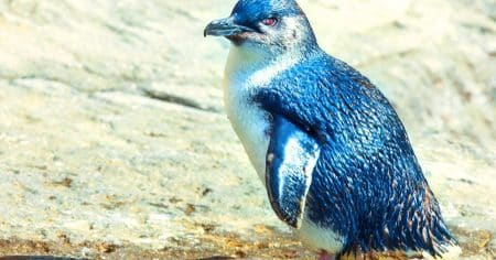Les manchots infidèles ? La science brise le mythe du couple éternel chez ces oiseaux emblématiques Les manchots « fidèles à vie » ? Une étude explosive révèle un taux de divorce 10 fois supérieur à celui des Américains !