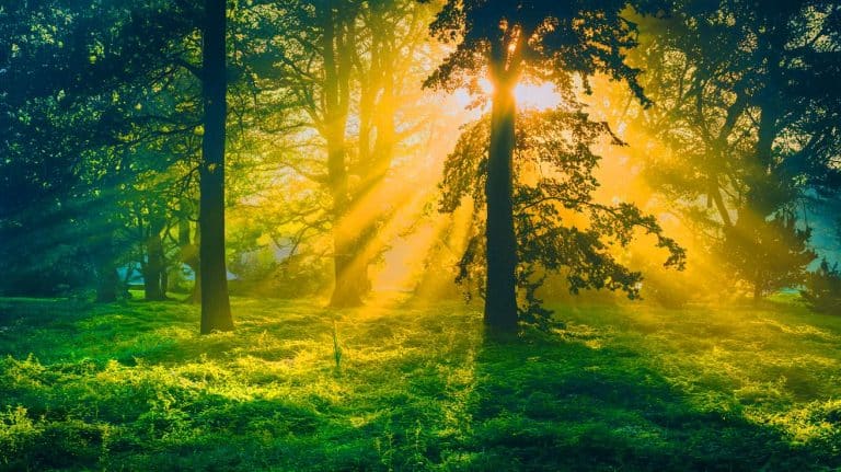 Ces plantes absorbent désormais 30 % de CO2 en plus : une étude majeure révèle un bouleversement global inattendu