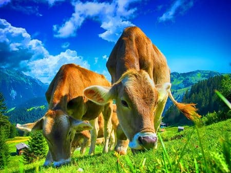 « La clé du futur est dans notre assiette » : -13 % de viande bovine suffirait à éviter l’émission de 125 milliards de tonnes de CO2 Réduire de seulement 13 % la viande bovine pourrait sauver notre planète de 125 milliards de tonnes de CO2 : un choix crucial !