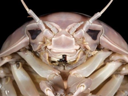Vietnam : découverte de Bathynomus vaderi, l’isopode géant inspiré de Darth Vader qui fascine et bouleverse notre vision des abysses