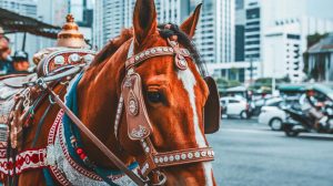 À Jakarta, 200 chevaux delmans souffrent dans la misère : un combat désespéré pour leur survie face aux moto-taxis
