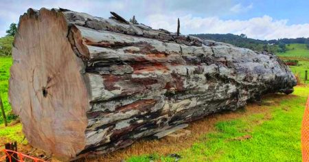 Ce fossile végétal de 42 000 ans révèle un bouleversement magnétique planétaire, aussi spectaculaire que la disparition des Néandertaliens