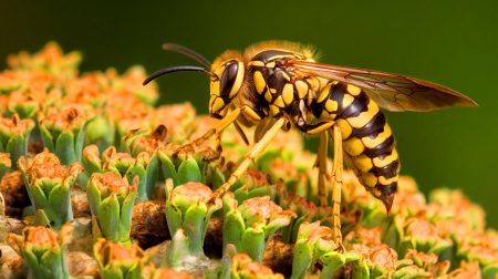 Ce frelon asiatique aux 10 000 descendants par reine fait trembler l’Europe, mais nature et prédateurs ripostent